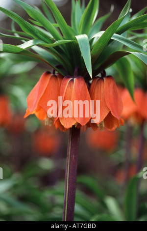 Corona fritillaria imperiale imperialis Rubra Maxima ravvicinata di una singola testa di fiori Foto Stock