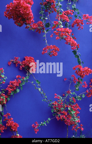 Il Bougainvillea glabra AGM fiori di magenta contro blu majorelle parete in Chelsea Visualizza garden Foto Stock