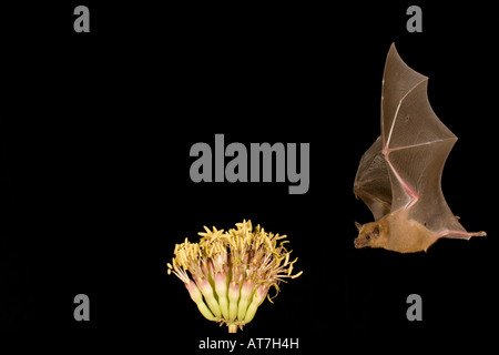 Nectar bat lungo messicano-tongued Bat Choeronycteris mexicana alimentare a fiori di agave Foto Stock