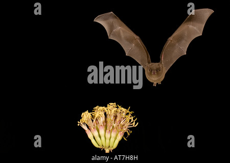 Nectar bat lungo messicano-tongued Bat Choeronycteris mexicana alimentare a fiori di agave Foto Stock