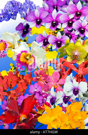 Misto di piante di orchidee Cattleya Orchid Orchidgarden Orchid Garden rosa rosso verde giallo blu sulla pianura sfondo blu opera d'arte Foto Stock