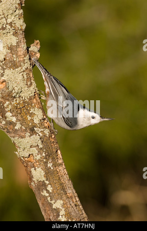 Bianco-breasted picchio muratore Sitta carolinensis su lichen coperto dello SNAG Foto Stock