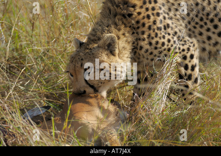 Ghepardi,un ghepardo a una gazzella kill, con il sangue sulla sua bocca, il Masai Mara,Kenya Foto Stock