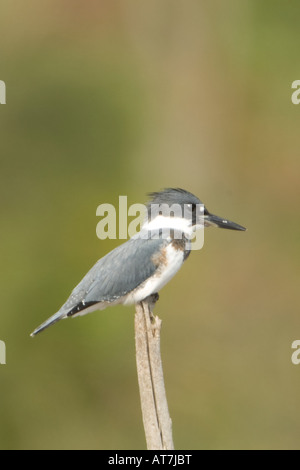 Belted Kingfisher Ceryle alcyon Foto Stock