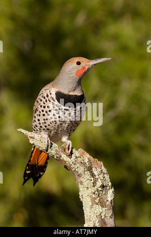 Lo sfarfallio del Nord rosso-scopare maschio Colaptes auratus su lichen coperto dello SNAG Foto Stock