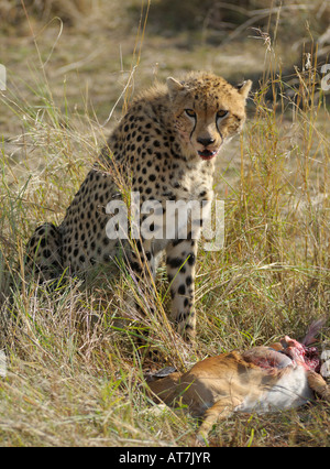 Ghepardi,un ghepardo a una gazzella kill, con il sangue sulla sua bocca, il Masai Mara,Kenya Foto Stock