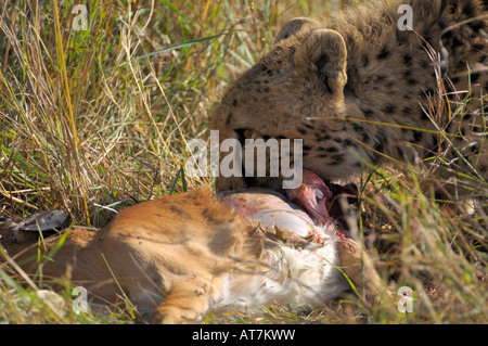 Ghepardi,un ghepardo a una gazzella kill, con il sangue sulla sua bocca, il Masai Mara,Kenya Foto Stock