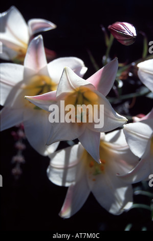 Vero gigli bianchi in un cottage Inglese giardino, Lancaster, Lancashire Foto Stock