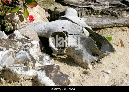 Cranio animale in sabbie del deserto Foto Stock