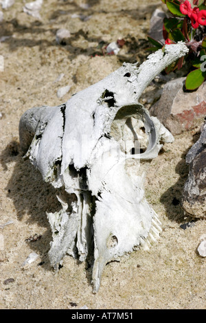 Cranio animale in sabbie del deserto Foto Stock