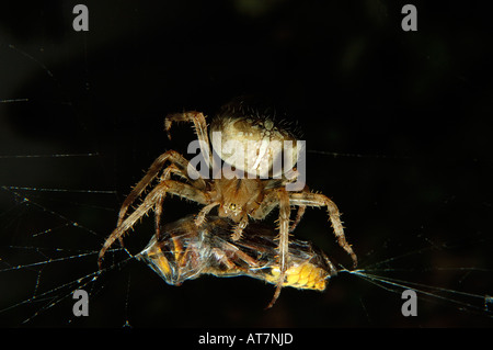 Il giardino europeo spider, diadema spider, ragno trasversale, o traversa orbweaver (Araneus diadematus) con catturato Hornet Foto Stock