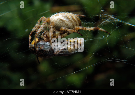 Il giardino europeo spider, diadema spider, ragno trasversale, o traversa orbweaver (Araneus diadematus) con catturato Hornet Foto Stock