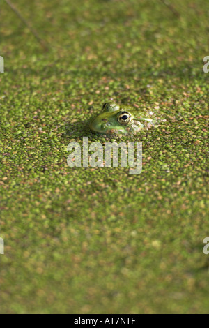 Testa e occhio di una palude di rana ridibunda Rana in una fossa di scolo coperti in duck weed Londra UK inizio autunno Foto Stock