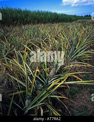 La piantagione di Ananas, Guadalupa, French West Indies Foto Stock
