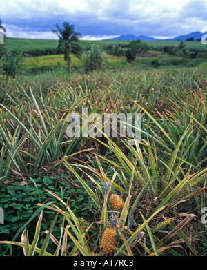 La piantagione di Ananas, Guadalupa, French West Indies Foto Stock
