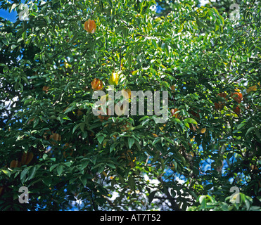 Starfruits cresce sugli alberi, Guadalupa, French West Indies Foto Stock