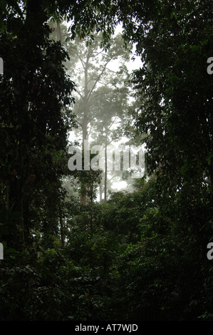 Enormi alberi nella foresta pluviale primaria a Sepilok, Sabah Borneo Foto Stock