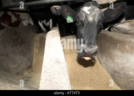 Agricoltura Agricoltura industria lattiero-casearia capo orientale del Sud Africa Foto Stock