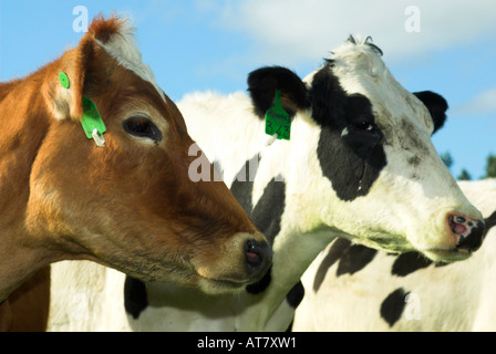 Agricoltura Agricoltura industria lattiero-casearia capo orientale del Sud Africa Foto Stock
