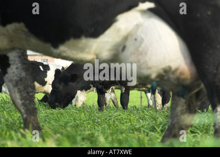 Agricoltura Agricoltura industria lattiero-casearia capo orientale del Sud Africa Foto Stock