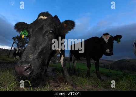 Agricoltura Agricoltura industria lattiero-casearia capo orientale del Sud Africa Foto Stock