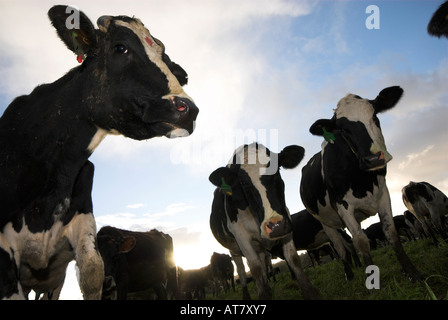 Agricoltura Agricoltura industria lattiero-casearia capo orientale del Sud Africa Foto Stock
