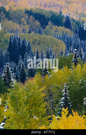 Prima neve su Aspentrees in fallcolor e abeti rossi Red Mountain Pass Ouray Montagne Rocciose Colorado USA Settembre 2006 Foto Stock