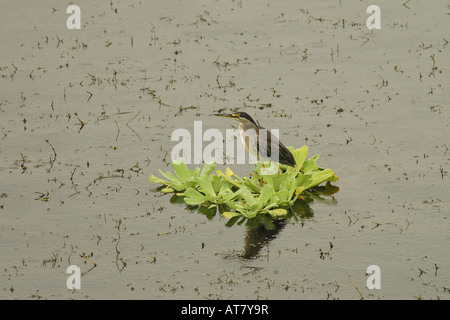 Airone verde ( Butorides virescens ), fiume di Chagres Panama Foto Stock