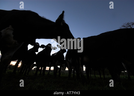 Agricoltura Agricoltura industria lattiero-casearia capo orientale del Sud Africa Foto Stock