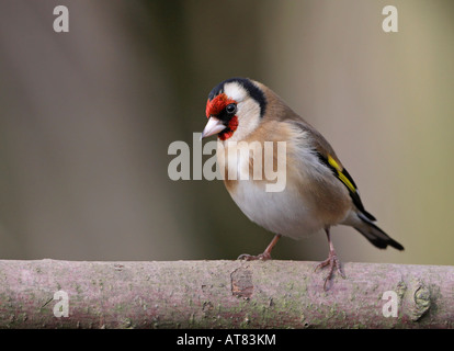 Unione Cardellino appollaiato sul ramo Foto Stock