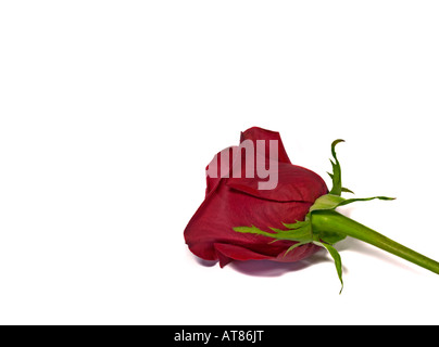 Rosso di San Valentino rosa su sfondo bianco con una stanza per il testo Foto Stock