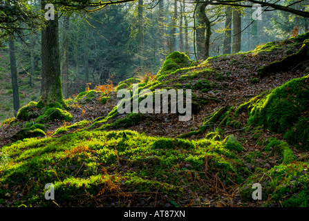 Bosco di muschio sulle altezze Claife vicino al lago di Windermere, Parco Nazionale del Distretto dei Laghi, Cumbria Regno Unito Foto Stock