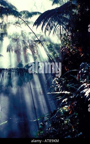 Lo sfiato del vapore in Hapu'u felci arboree, HI vulcani Natl. Park Foto Stock