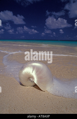 Bella inquadratura ravvicinata di grandi e con finiture in madreperla shell cullato da pulire, bianco di schiuma di mare incontaminato off Lanikai Beach a windward Oahu. Foto Stock