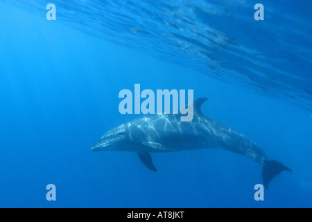 Ruvida Delfino dentata; Steno Bredanensis Foto Stock