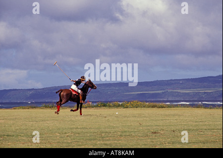 Riproduzione di polo sulla North Shore, Isola di Oahu Foto Stock