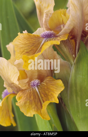 Iris " OCRA Doll' Nana Standard barbuto Iris. Foto Stock