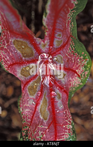 Close-up di un colorato luminosamente variegata di bianco e rosso e verde foglia croton, un comune impianto paesaggistico nelle Hawaii. Foto Stock