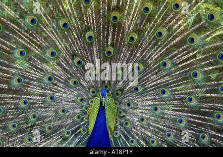 Incredibile close-up di una brillante peacock con piena giù display. Foto Stock