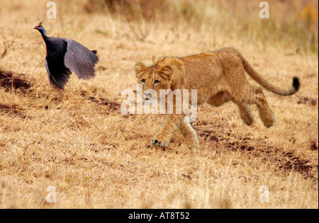 Leone africano ( Panthera leo). Cub a caccia di faraona Foto Stock