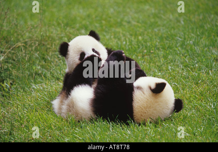 Panda gigante due cuccioli giocando Ailuropoda melanoleuca Foto Stock