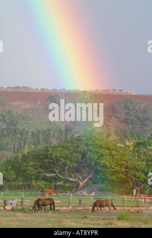 Rainbow su cavalli al pascolo su Oahu North Shore Foto Stock