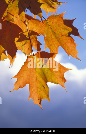 Orange Foglie di autunno contro il cielo blu e nuvole, Vermont Foto Stock