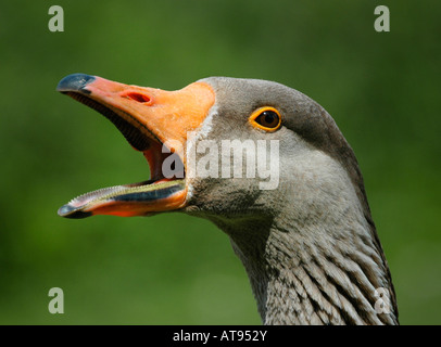 Un close up ritratto di un oca graylag clacson fragoroso Foto Stock