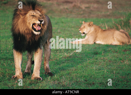 Maschio con Lion flehmen tipico grimace facciale Masai Mara riserva nazionale del Kenya Africa orientale Foto Stock