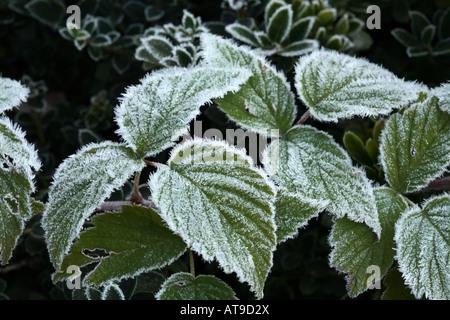 Coppia di foglie trifoliate di lampone nero coperto di Lunghi ghiaccioli pupazzo di neve Foto Stock