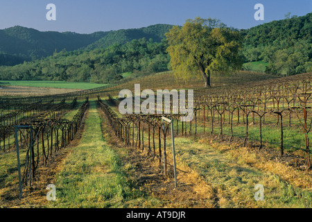 Albero di quercia in vigna in primavera lungo il vigneto Drive Paso Robles San Luis Obispo County in California Foto Stock