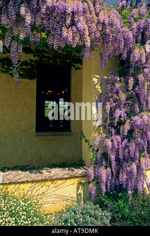 Fiori in primavera fiorisce di Martin Weyrich Winery Paso Robles San Luis Obispo County in California Foto Stock