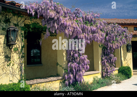 Fiori in primavera fiorisce di Martin Weyrich Winery Paso Robles San Luis Obispo County in California Foto Stock