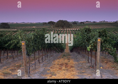 Luce della Sera su vigneti a Villa Toscana Paso Robles San Luis Obispo County in California Foto Stock